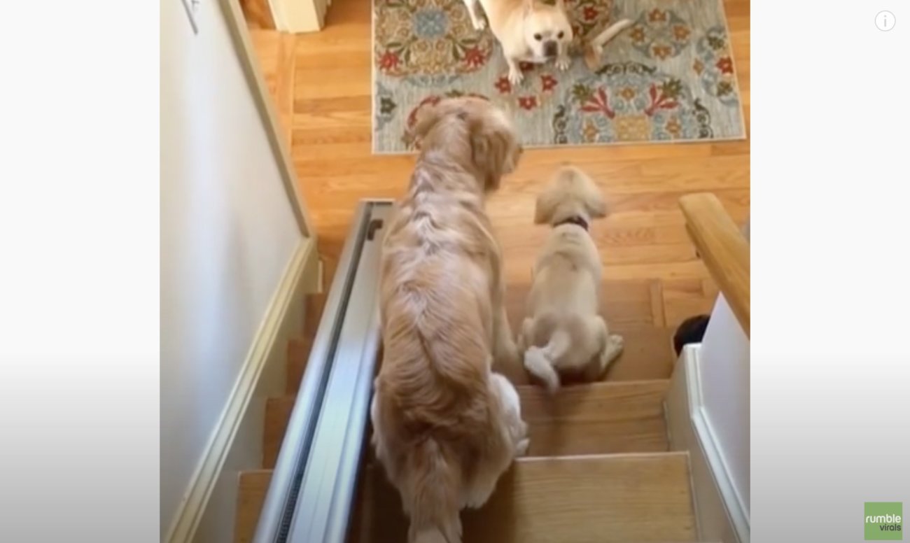 ゴールデンレトリーバー,動画