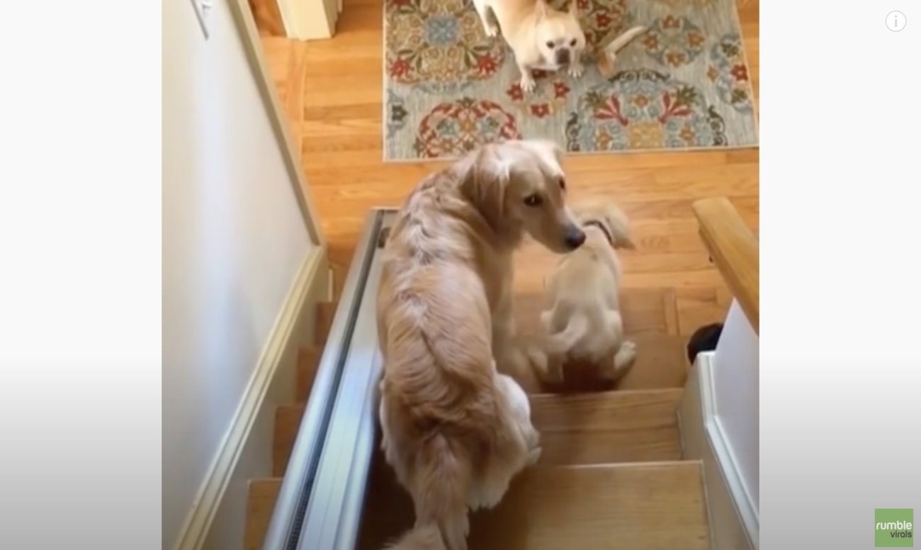 ゴールデンレトリーバー,動画