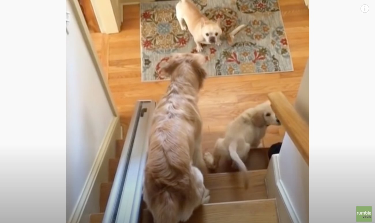 ゴールデンレトリーバー,動画