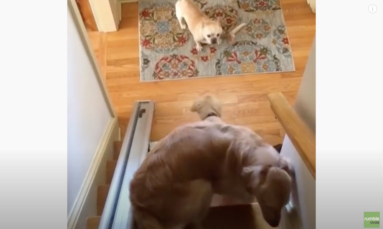 ゴールデンレトリーバー,動画