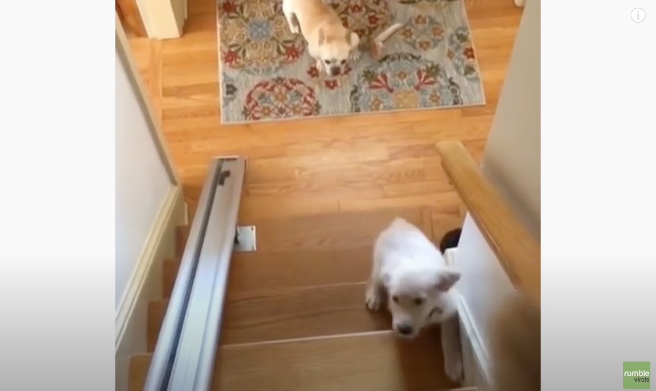 ゴールデンレトリーバー,動画