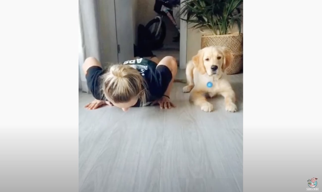 ゴールデンレトリーバー,動画