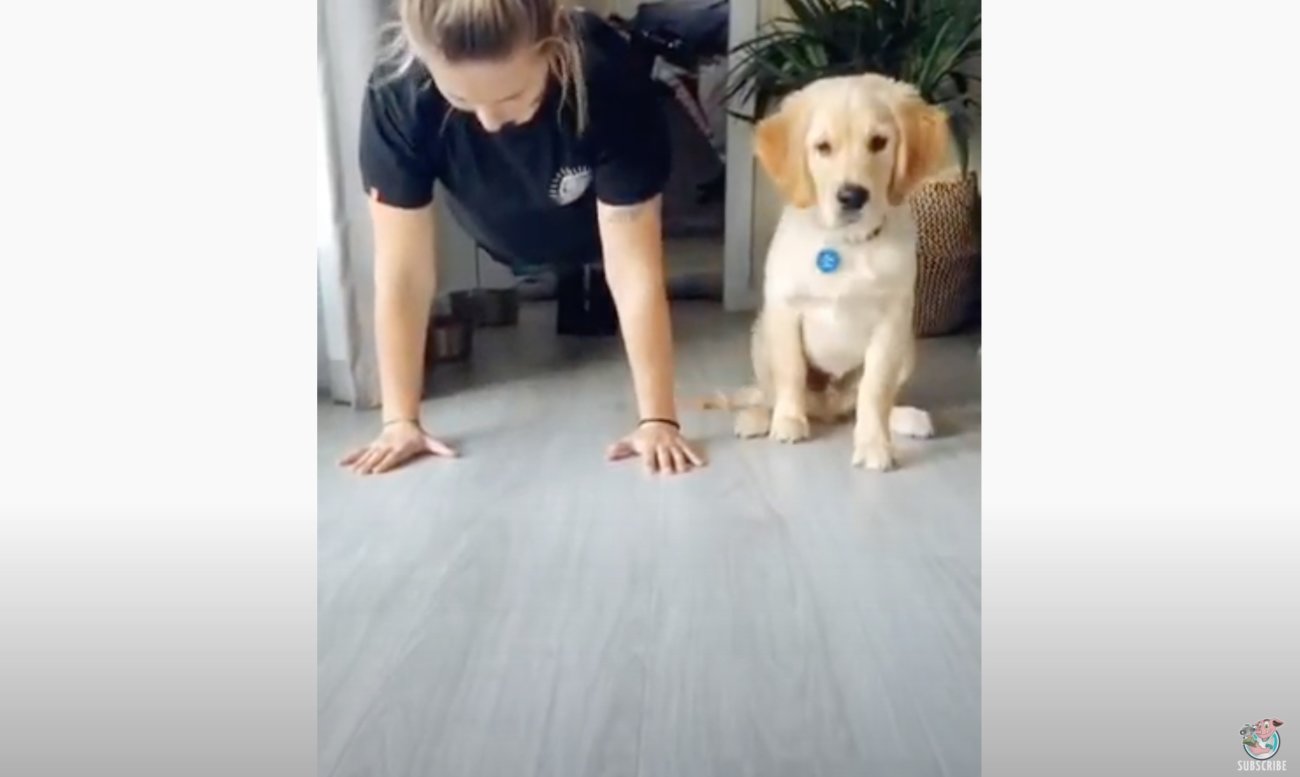 ゴールデンレトリーバー,動画