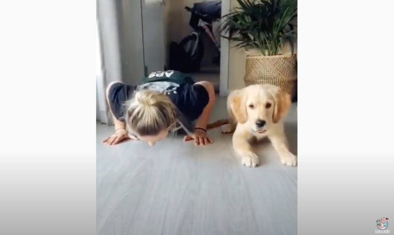 ゴールデンレトリーバー,動画