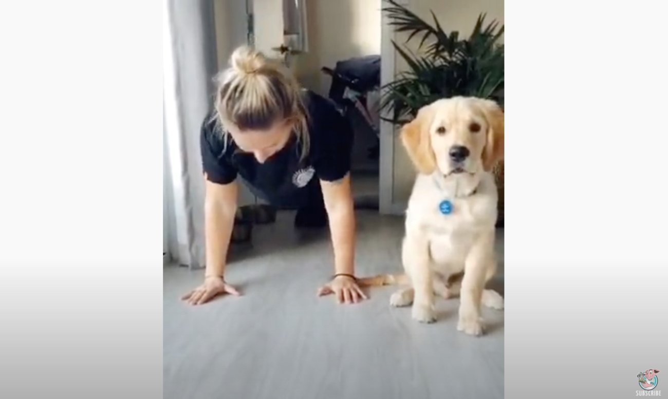 ゴールデンレトリーバー,動画