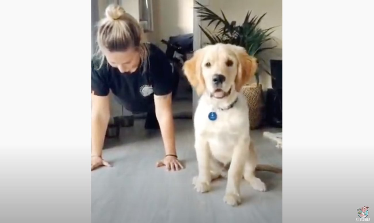 ゴールデンレトリーバー,動画