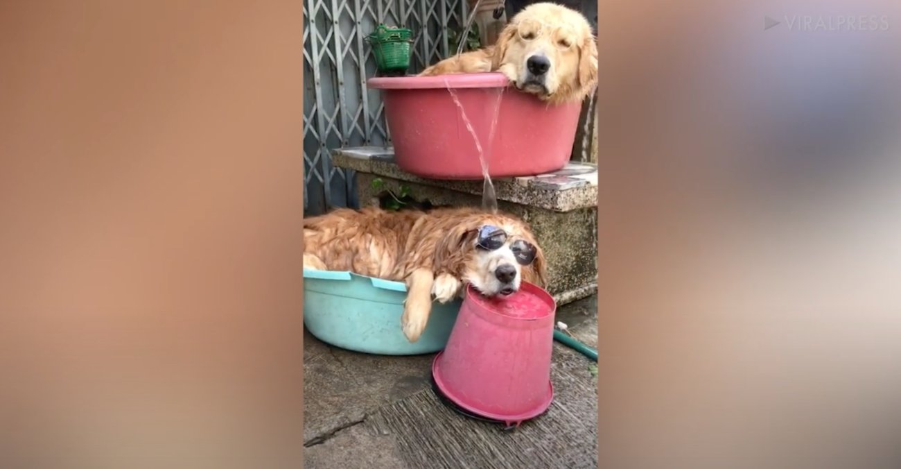 ゴールデンレトリーバー,動画