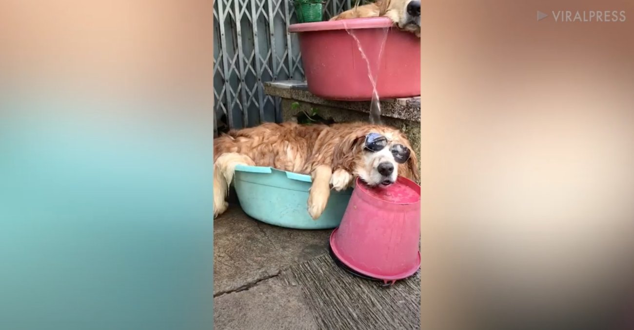 ゴールデンレトリーバー,動画