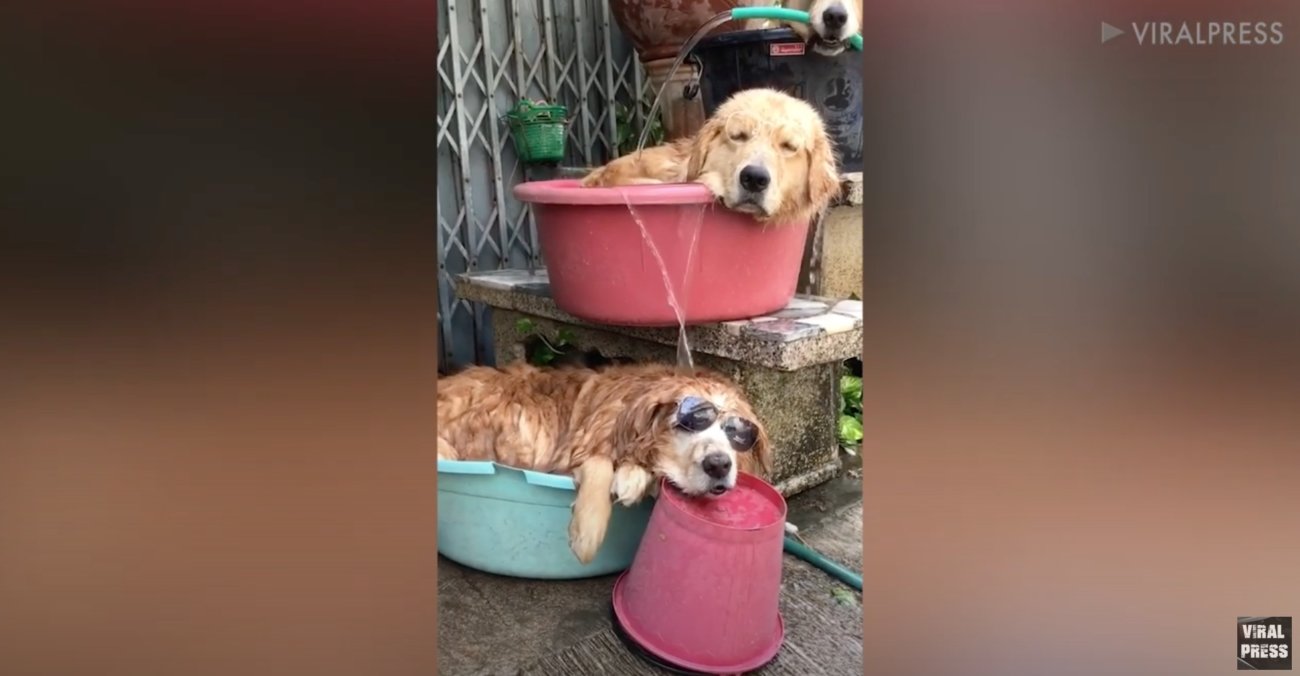 ゴールデンレトリーバー,動画