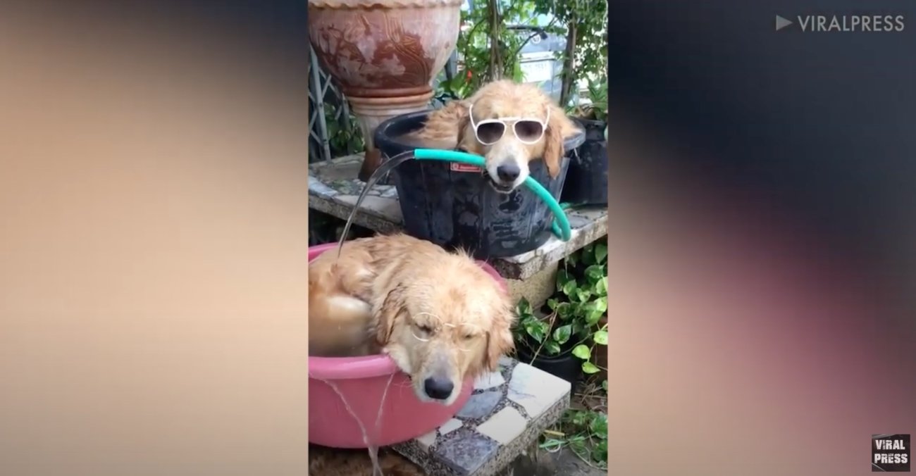 ゴールデンレトリーバー,動画