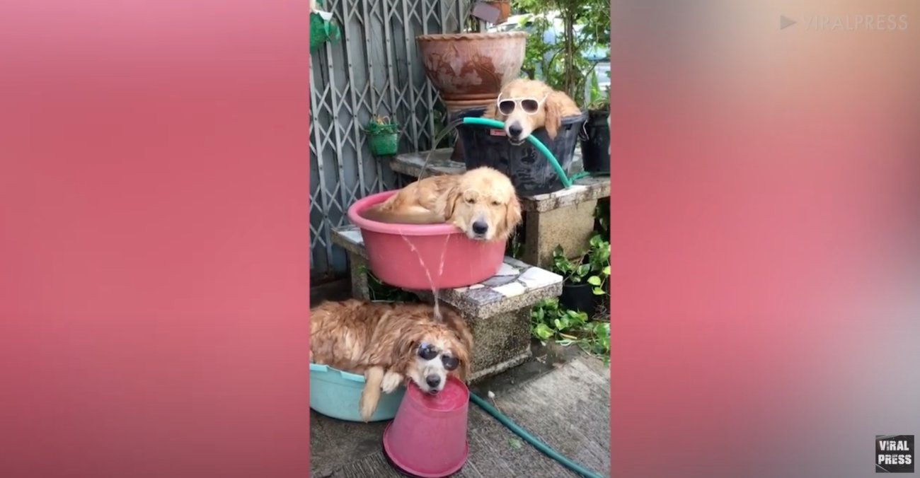 ゴールデンレトリーバー,動画