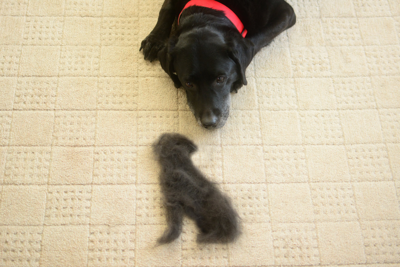 レトリーバー,パナソニック,掃除機,からまないブラシ