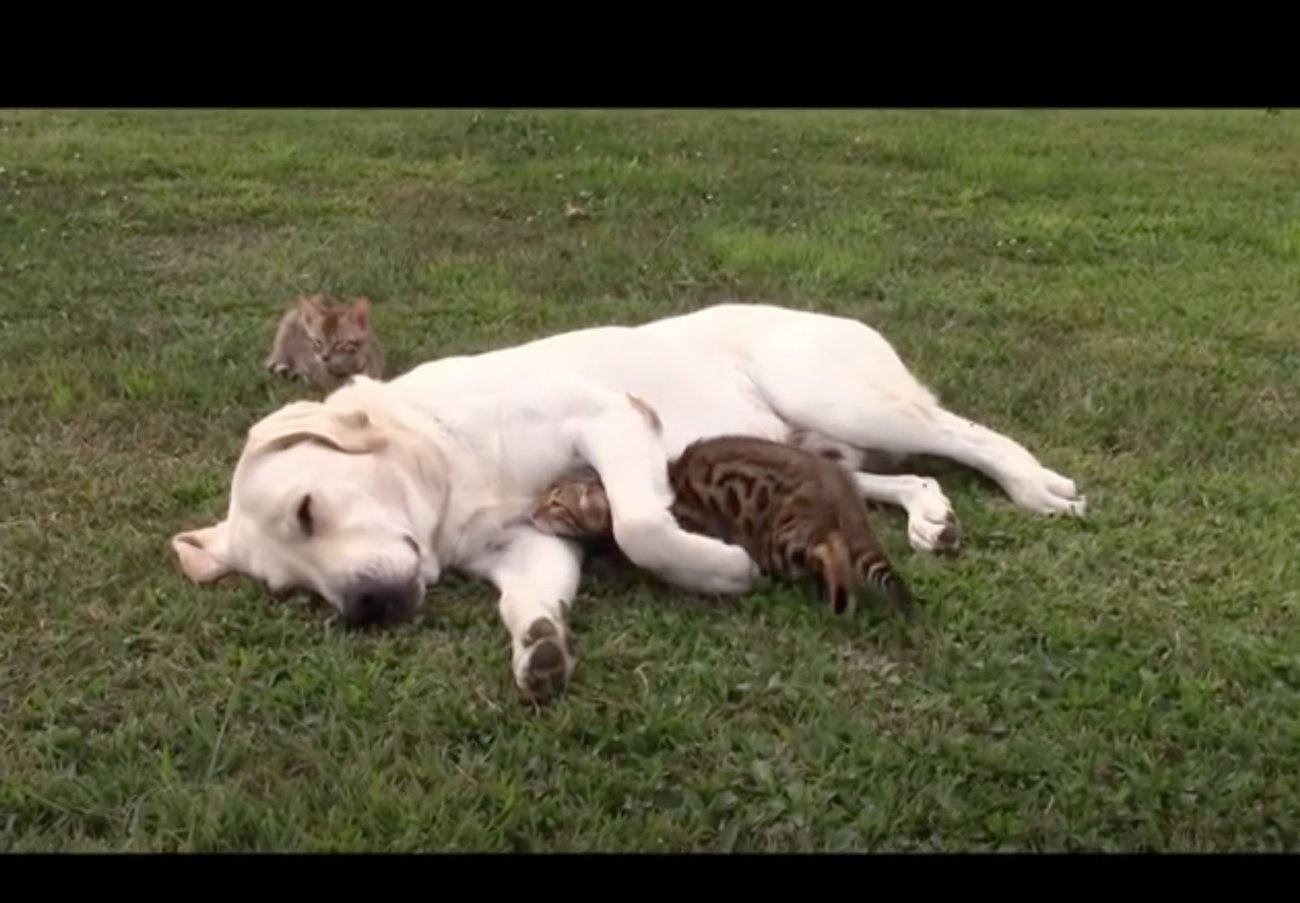 ラブラドールレトリーバー,動画