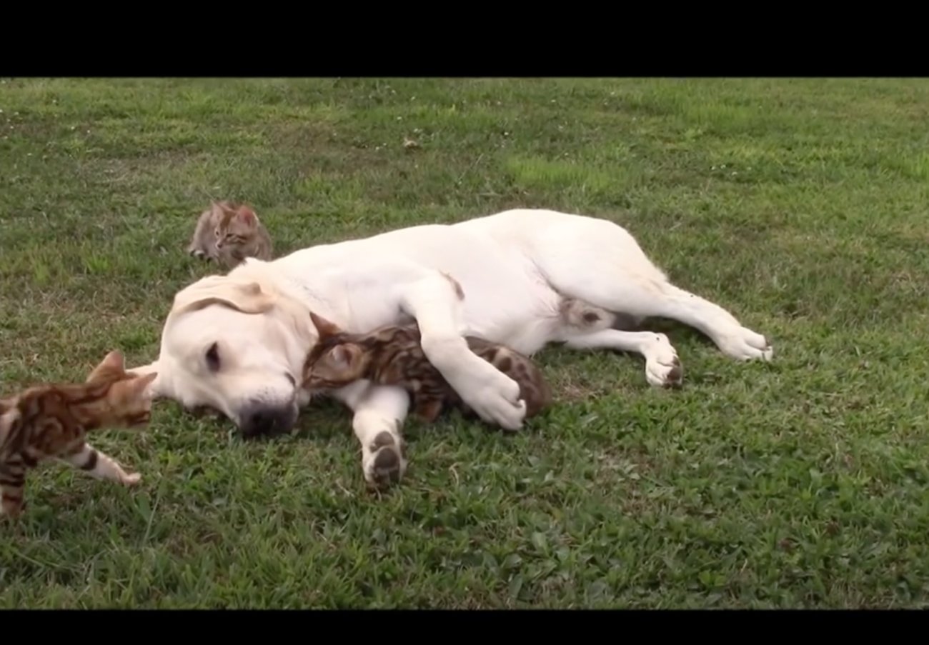 ラブラドールレトリーバー,動画