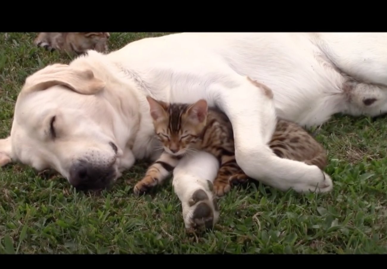 ラブラドールレトリーバー,動画