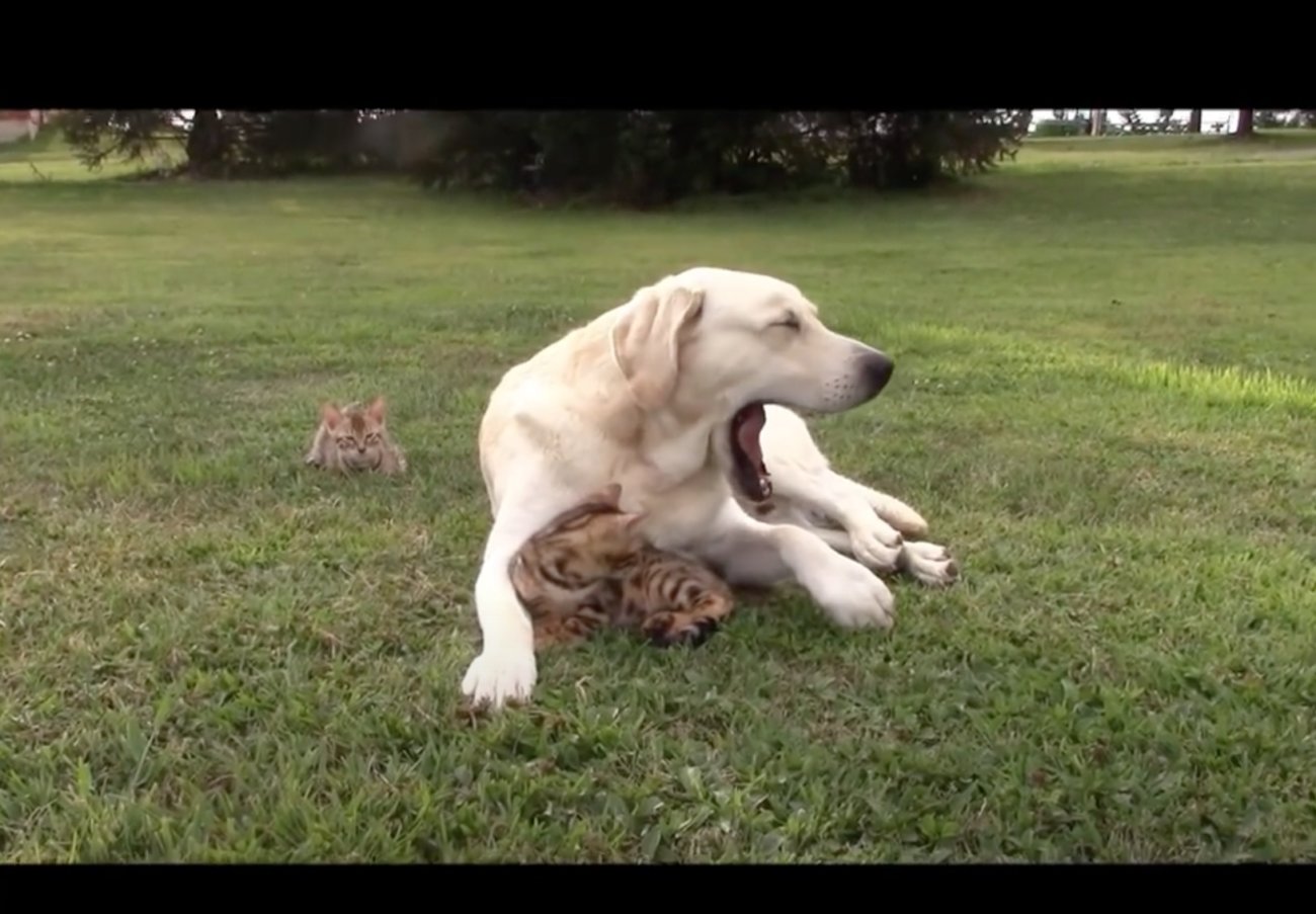 ラブラドールレトリーバー,動画