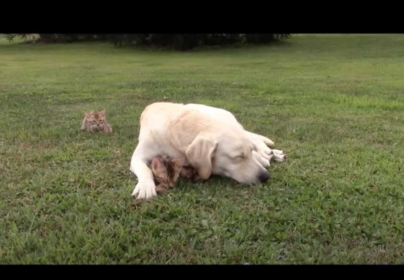 ラブラドールレトリーバー,動画