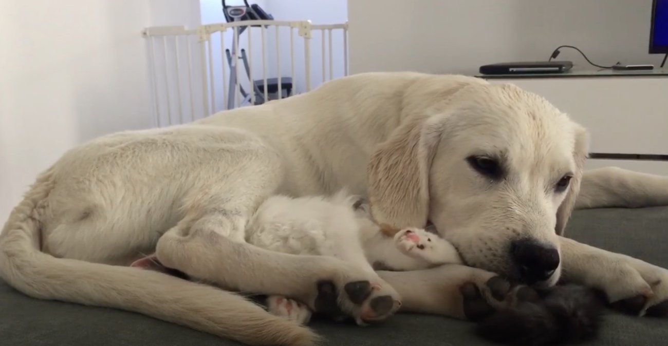 ラブラドールレトリーバー,動画