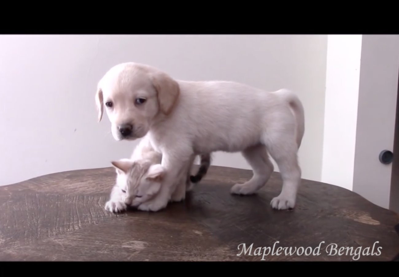ラブラドールレトリーバー,動画