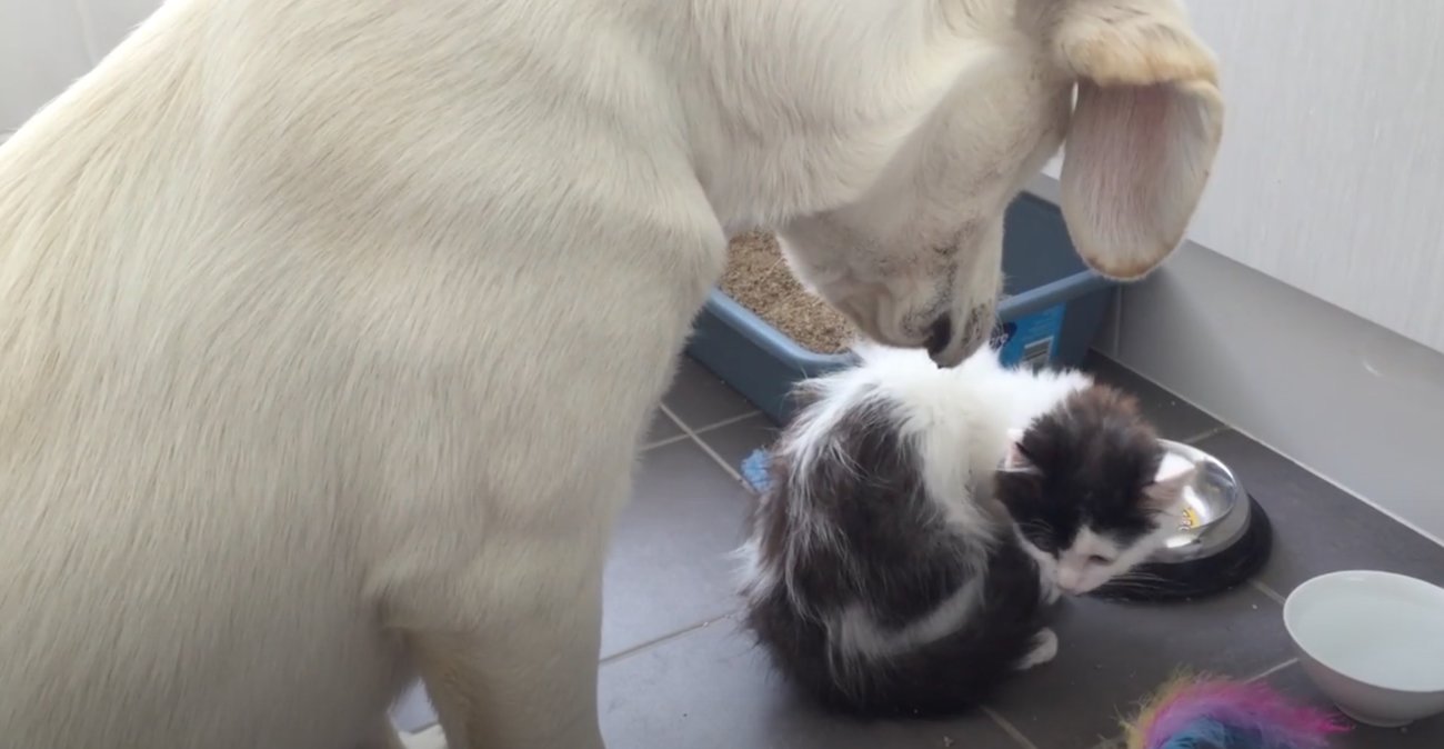 ラブラドールレトリーバー,動画