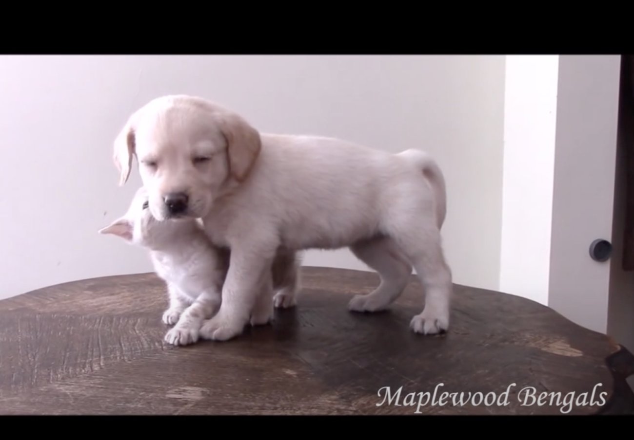 ラブラドールレトリーバー,動画