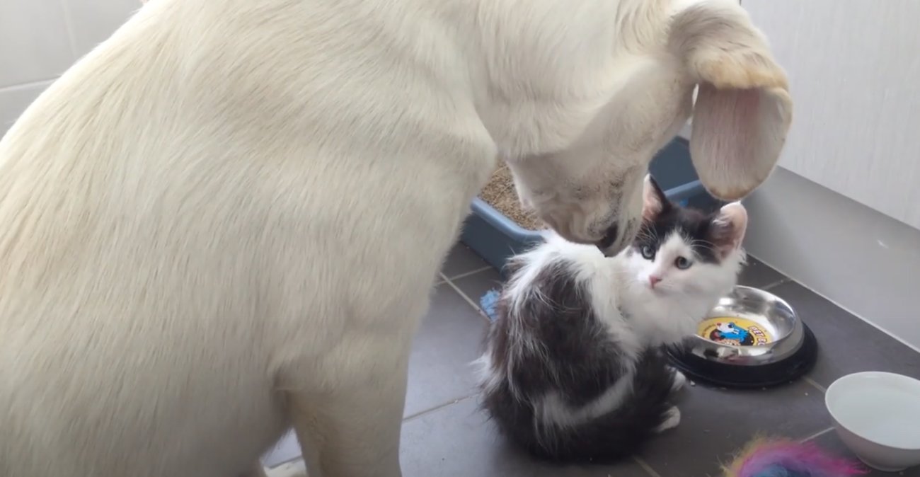 ラブラドールレトリーバー,動画