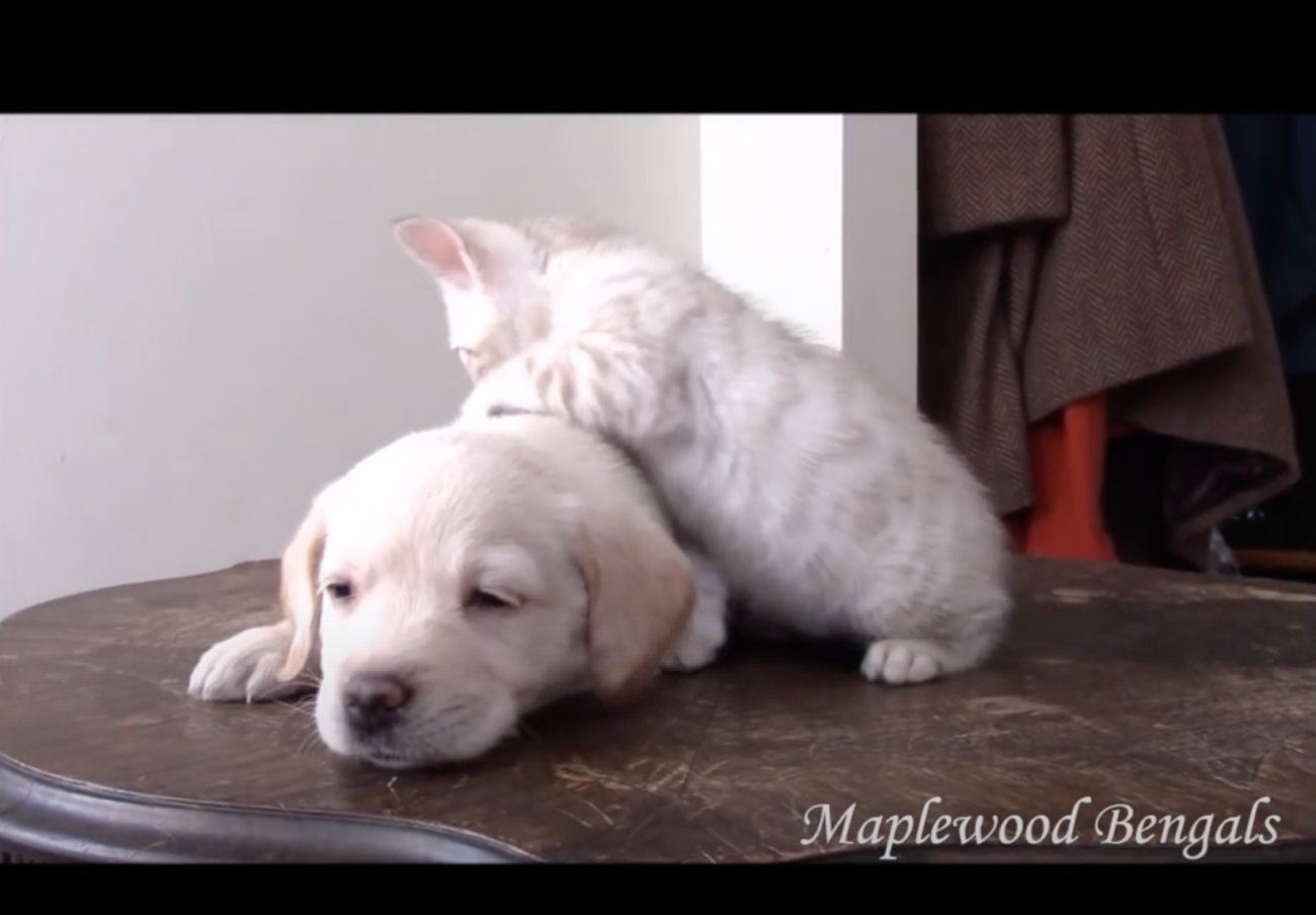 ラブラドールレトリーバー,動画