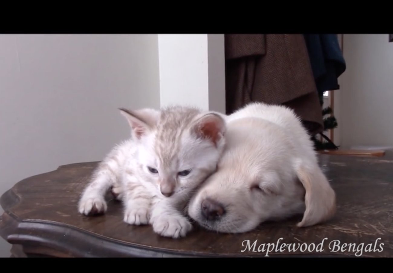 ラブラドールレトリーバー,動画