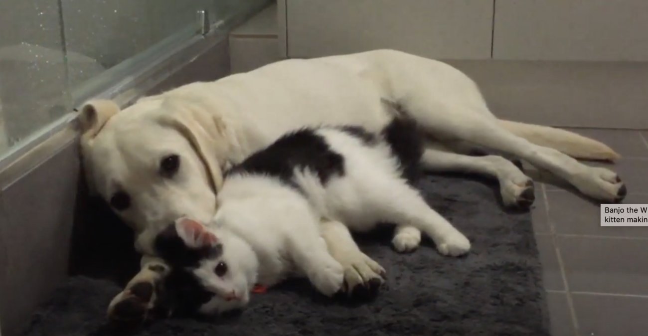 ラブラドールレトリーバー,動画