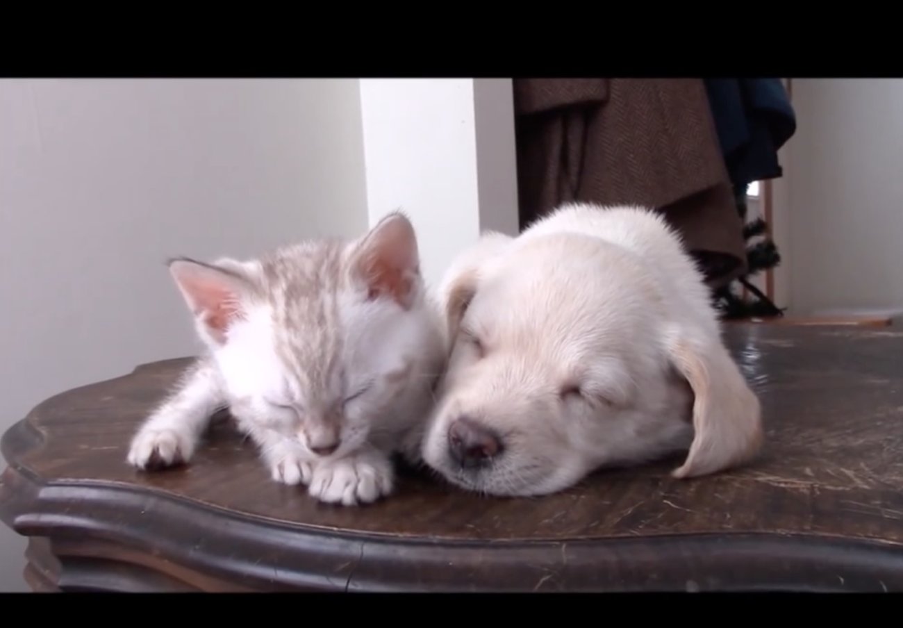 ラブラドールレトリーバー,動画