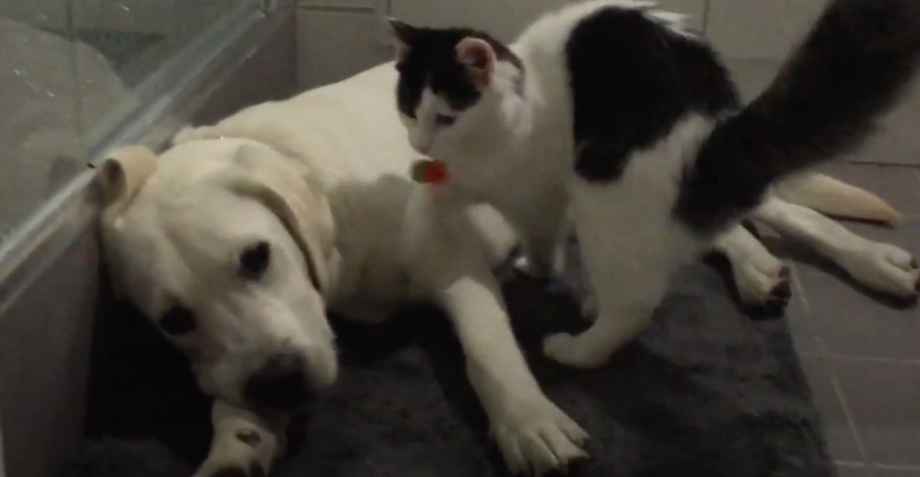 ラブラドールレトリーバー,動画