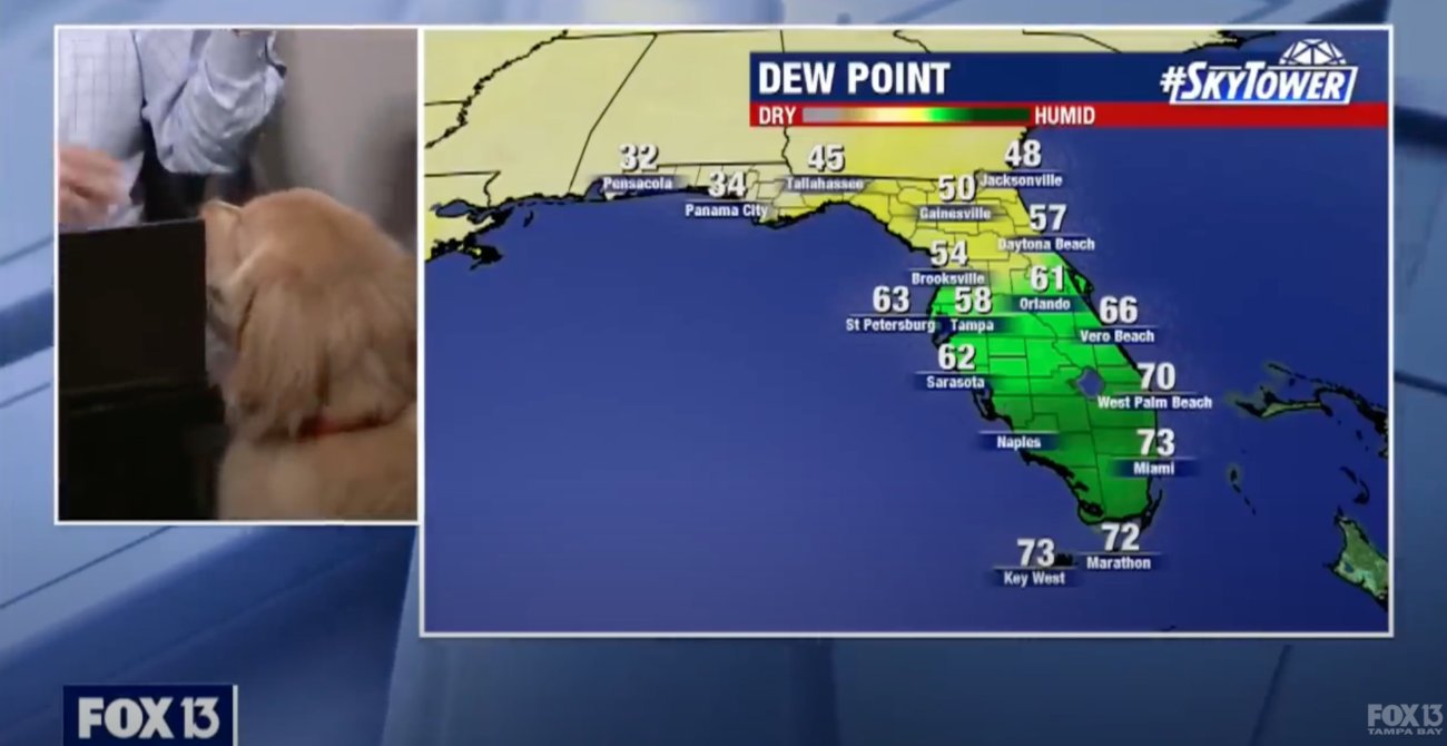 ゴールデンレトリーバー,動画