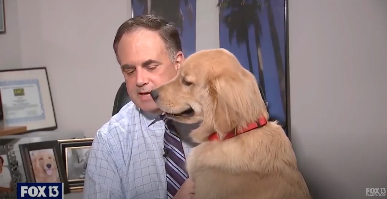 ゴールデンレトリーバー,動画