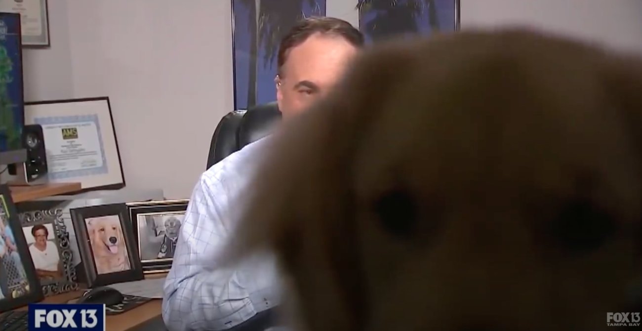 ゴールデンレトリーバー,動画