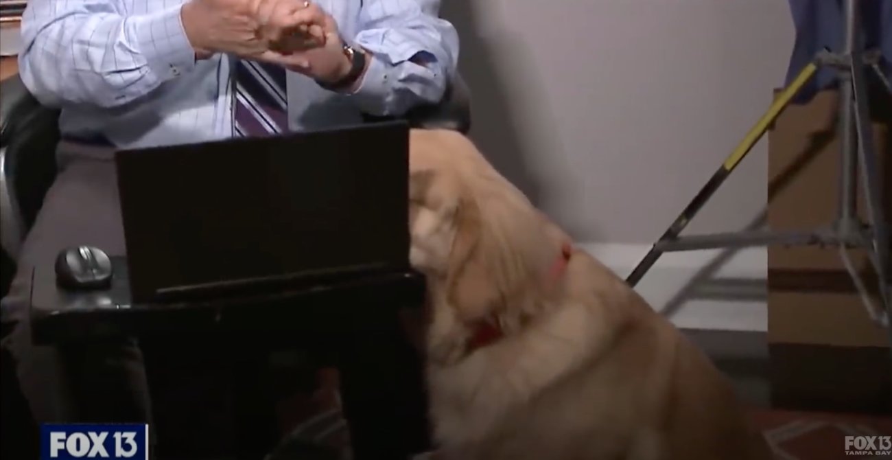 ゴールデンレトリーバー,動画