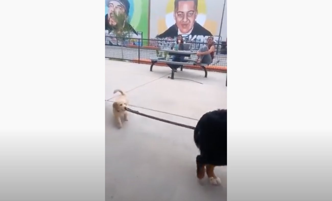 ゴールデンレトリーバー,動画