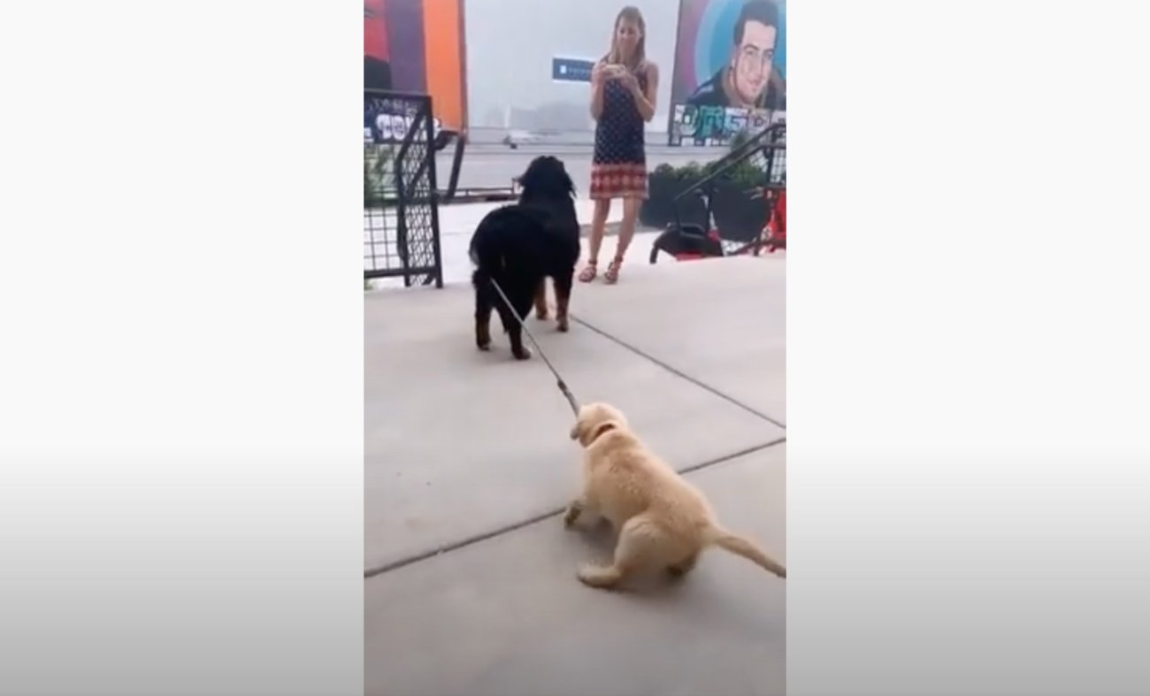 ゴールデンレトリーバー,動画