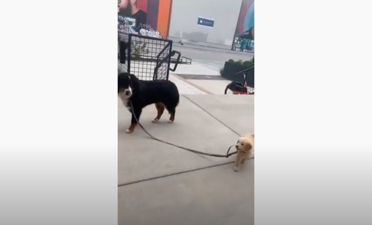 ゴールデンレトリーバー,動画