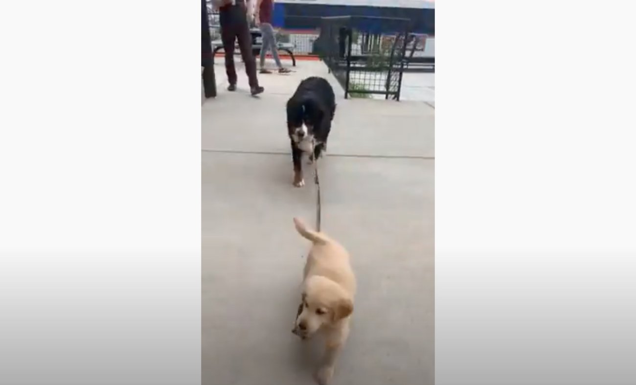 ゴールデンレトリーバー,動画