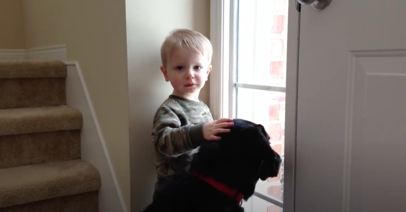 ラブラドールレトリーバー,動画