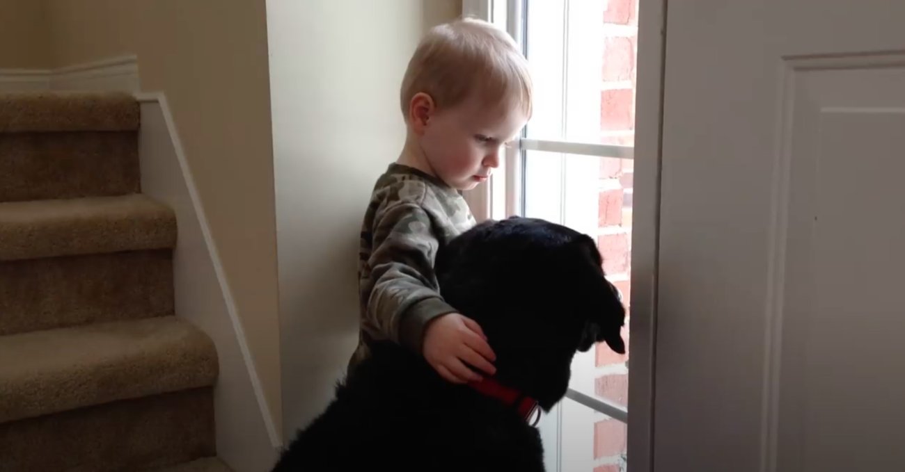 ラブラドールレトリーバー,動画