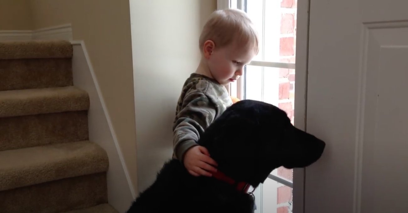 ラブラドールレトリーバー,動画