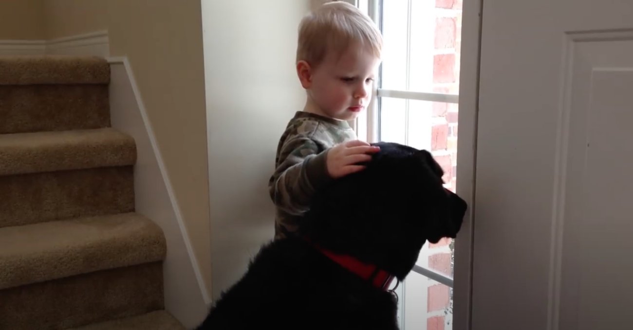 ラブラドールレトリーバー,動画