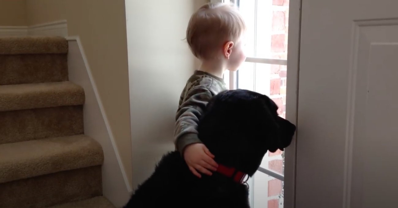 ラブラドールレトリーバー,動画