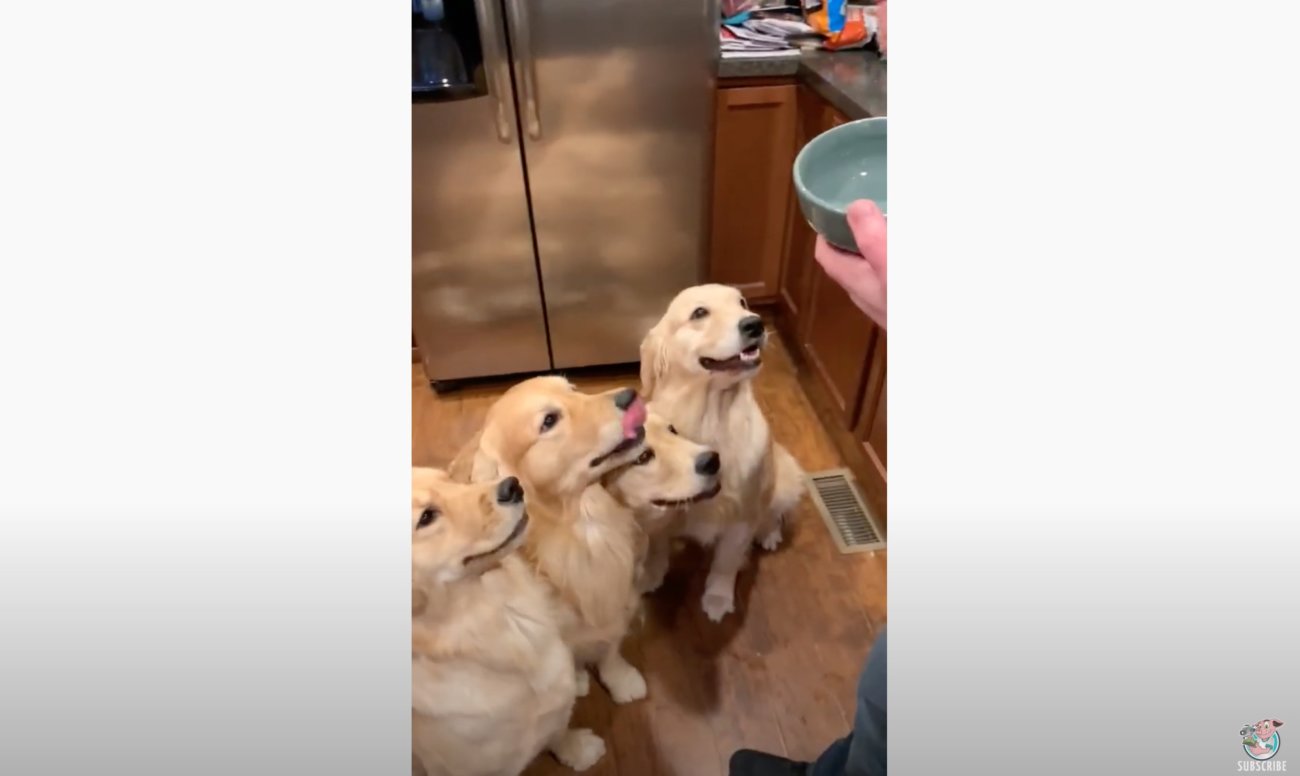 ゴールデンレトリーバー,動画