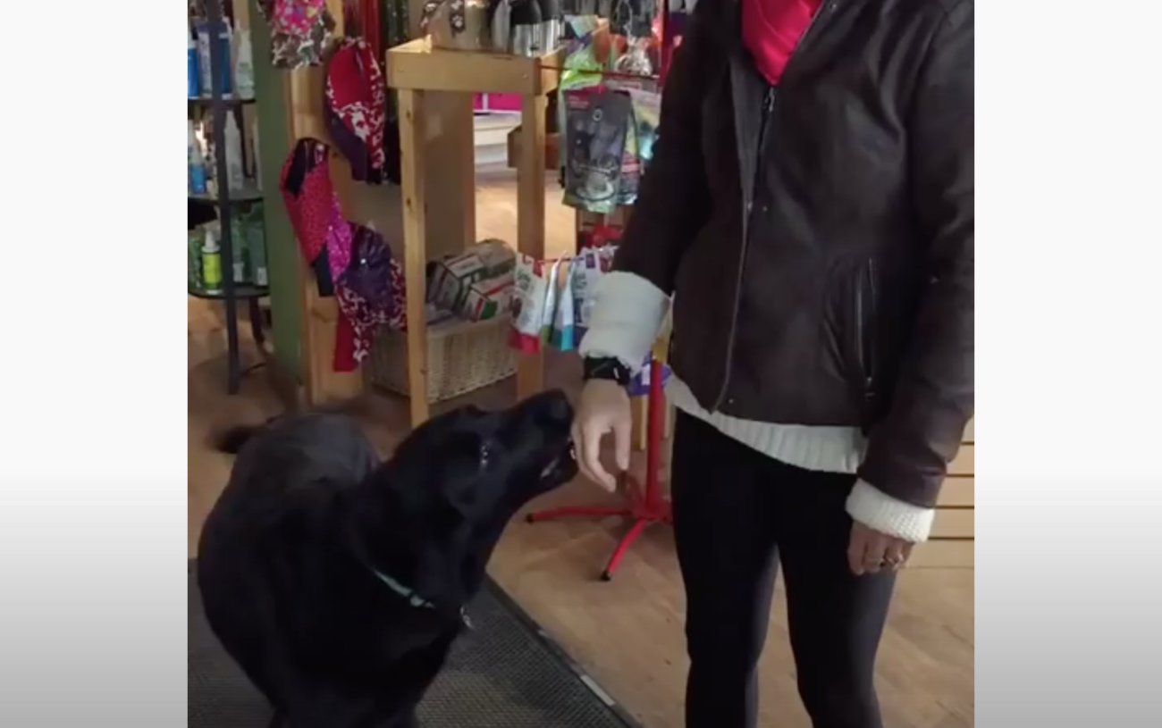 ラブラドールレトリーバー,動画