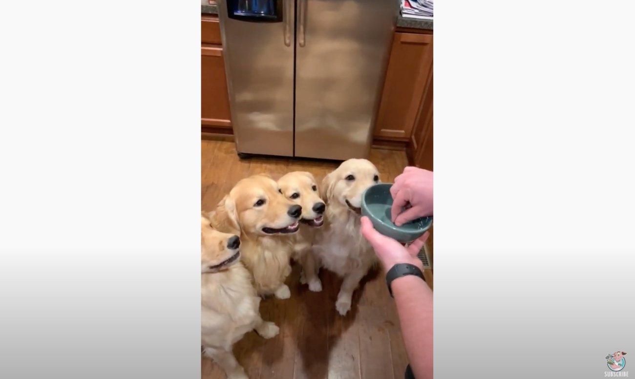 ゴールデンレトリーバー,動画