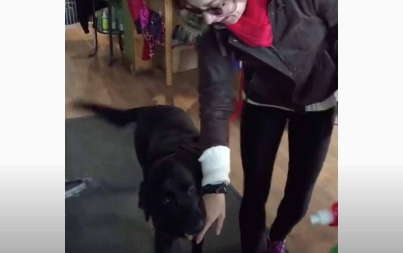 ラブラドールレトリーバー,動画