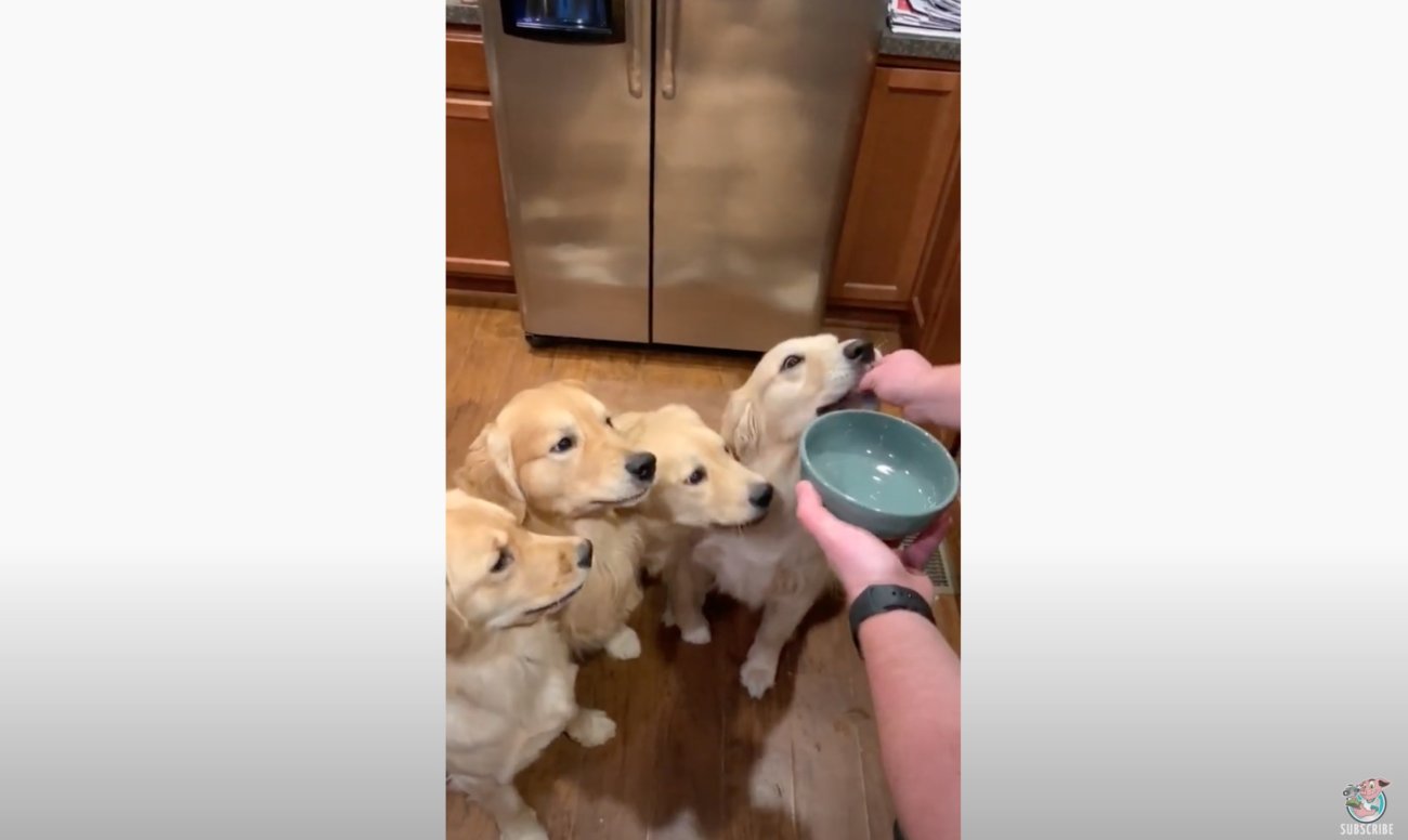 ゴールデンレトリーバー,動画