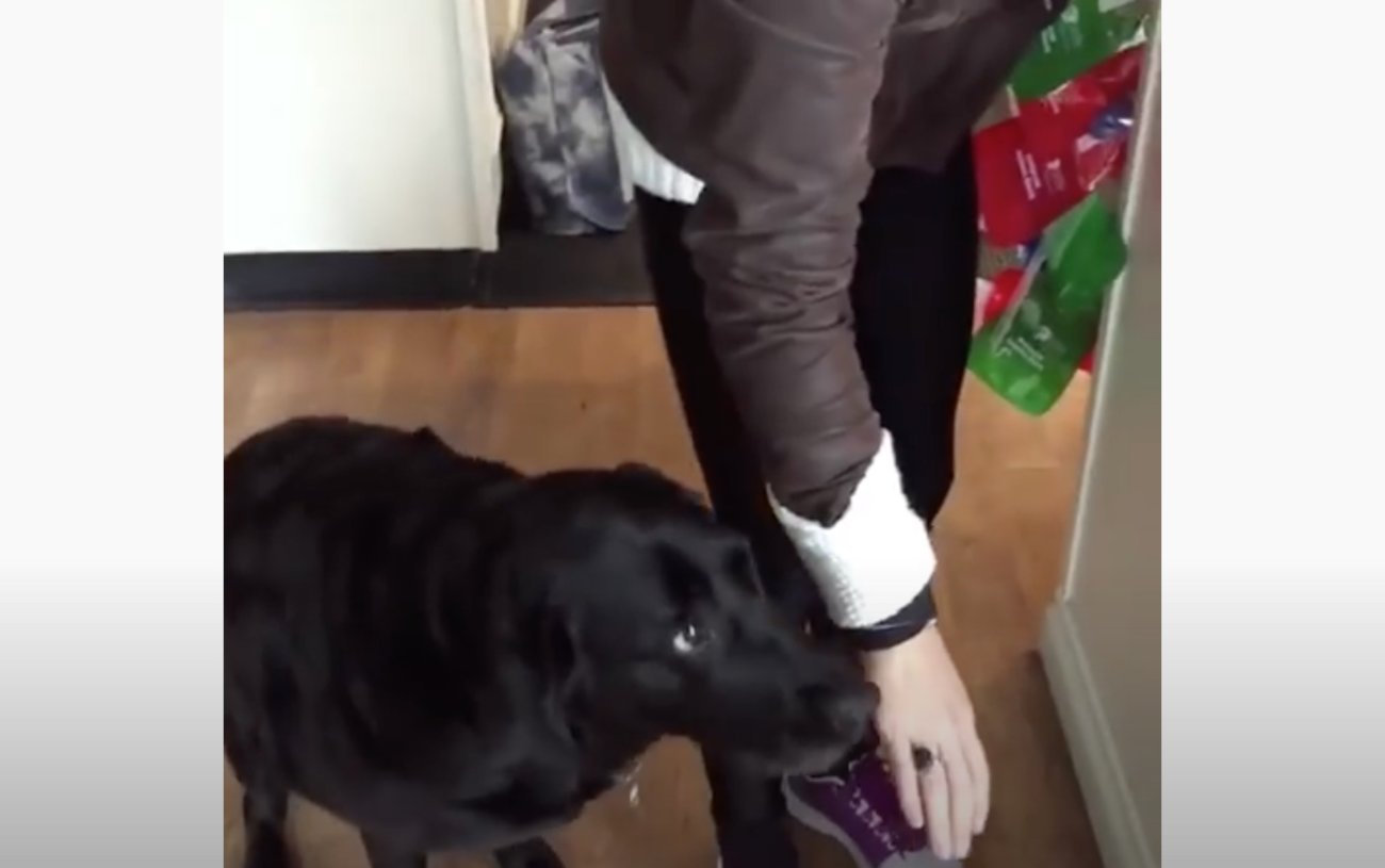 ラブラドールレトリーバー,動画